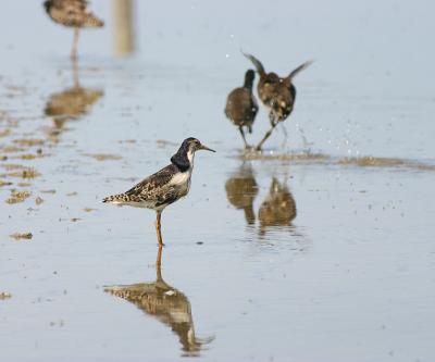 Ruff (with fighting Moorhen)