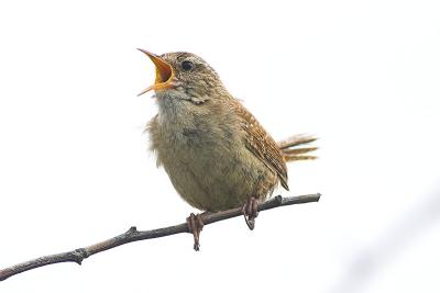 Wren
