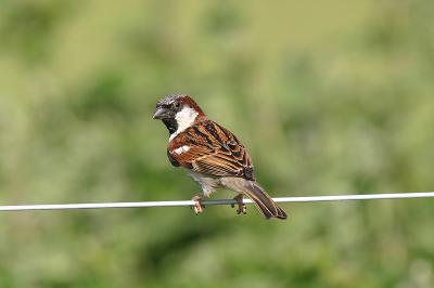 House Sparrow
