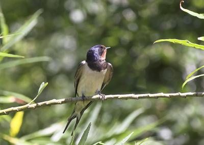 Swallow