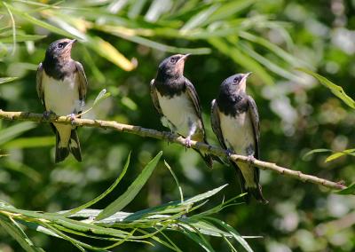 Swallow