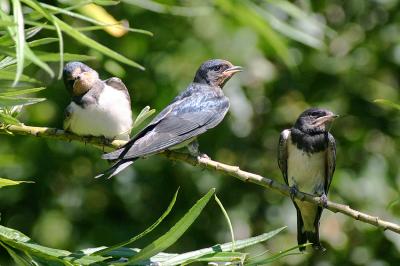 Swallow