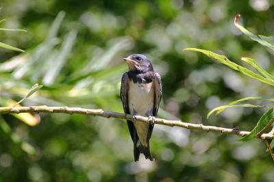 Swallow
