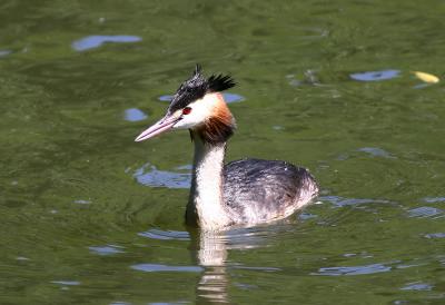 Grebe, Great Crested