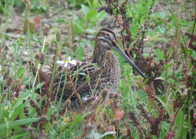 Snipe