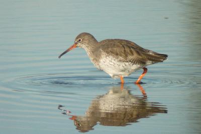 Redshank