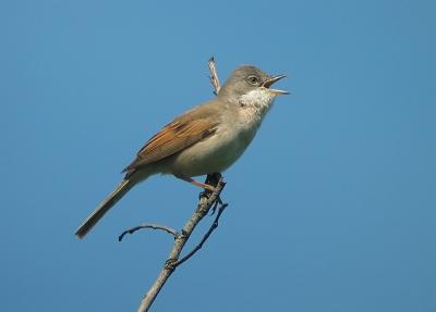 Whitethroat