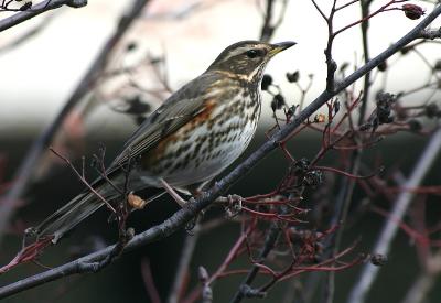 Redwing