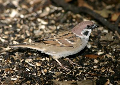 Tree Sparrow