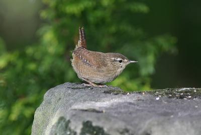 Wren