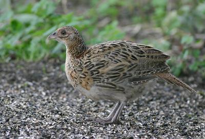 Pheasant