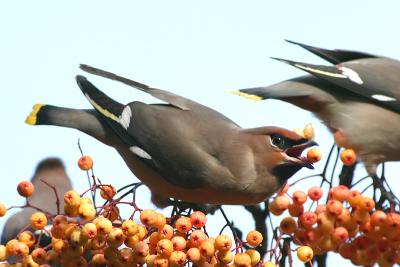 Waxwing