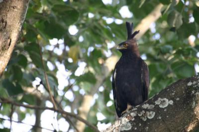 Long-crested Eagle, Arusha