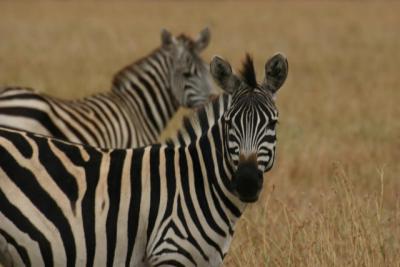 Zebras, Kleins