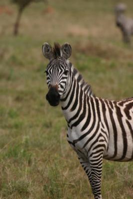 Zebra,  Serengeti