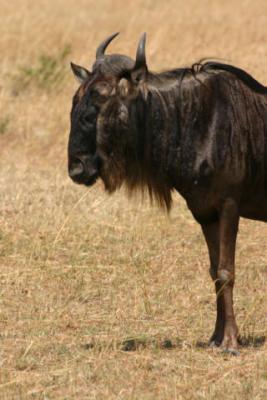 Wildebeest, Serengeti