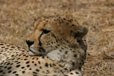 Cheetah, Serengeti