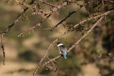 Woodland Kingfisher, Ruaha