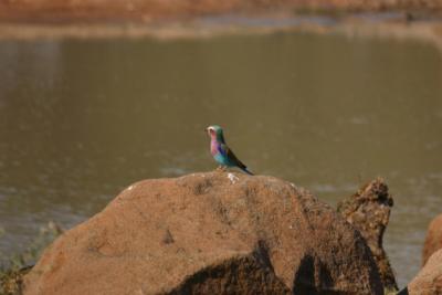 Lilac-breasted Roller, Ruaha