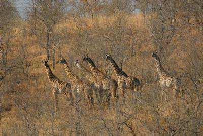 Giraffes, Ruaha (2)