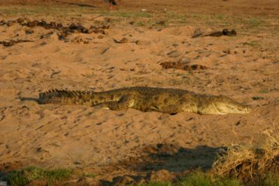 Crocodile, Ruaha