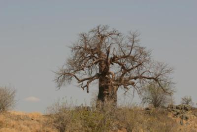 Baobab, Ruaha