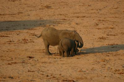 Elephants digging for water, Ruaha