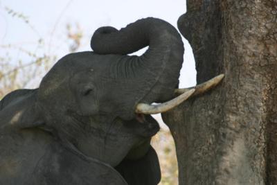 Elephant, Ruaha