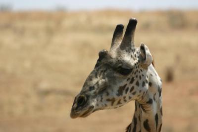 Giraffe, Ruaha