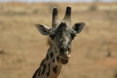 Giraffe, Ruaha