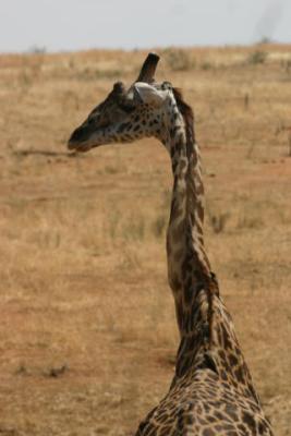 Giraffe, Ruaha