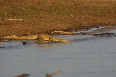 Crocodile, Rufiji River