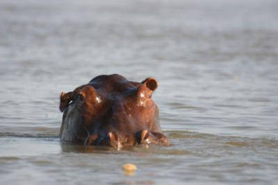 Hippo, Rufiji River
