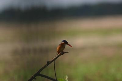 Malachite Kingfisher, Rufiji River