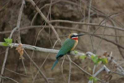 White-fronted Bee Eater, Rufiji River