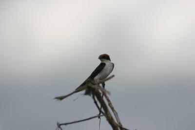 Wire-tailed swallow, Rufiji River