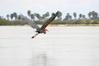 Goliath Heron, Rufiji River