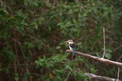 Woodland Kingfisher, Rufiji River