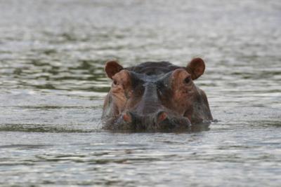 Hippo, Rufiji River