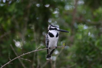 Pied Kingfisher, Rufiji River