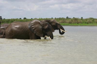 Elephants, Rufiji River