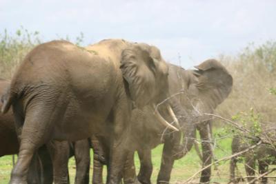 Elephants, Rufiji River
