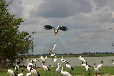 Rufiji River