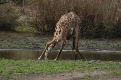 Giraffe, Selous Game Reserve