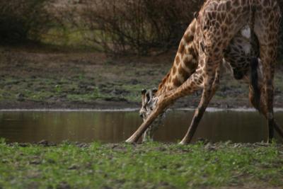 Giraffe, Selous Game Reserve