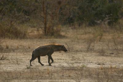 Hyena, Selous Game Reserve