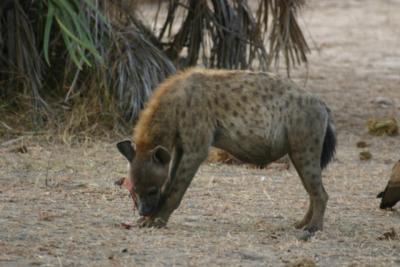Hyena, Selous Game Reserve