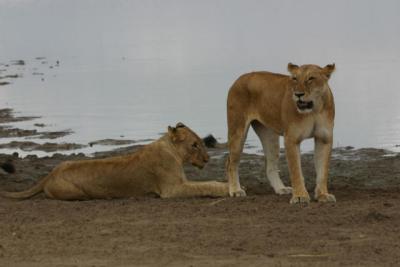 Lionesses, Selous Game Reserve