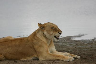 Lioness, Selous Game Reserve