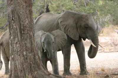 Elephants, Selous Game reserve